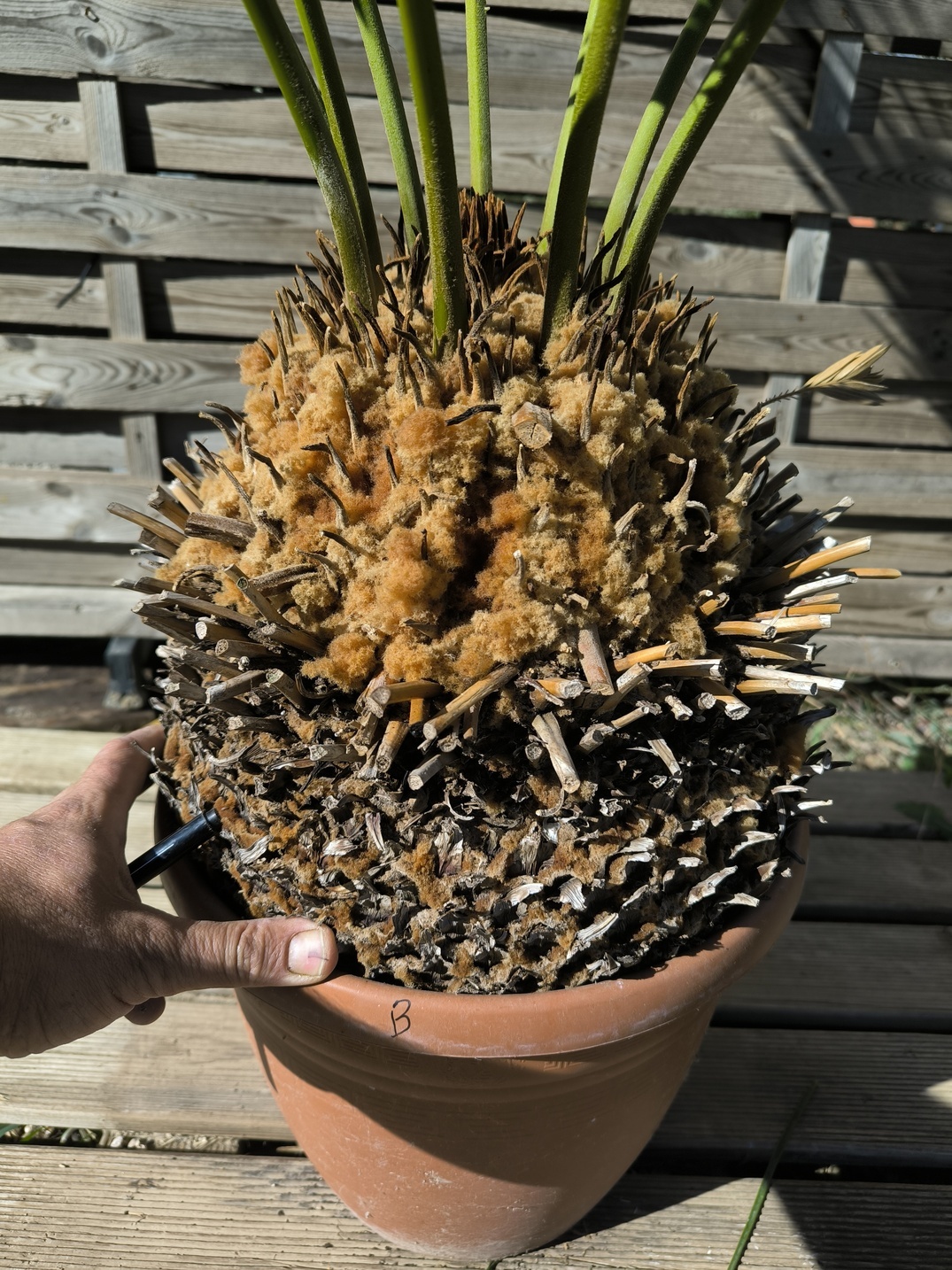 Cycas panzhihuaensis 25-30cm B – Image 5