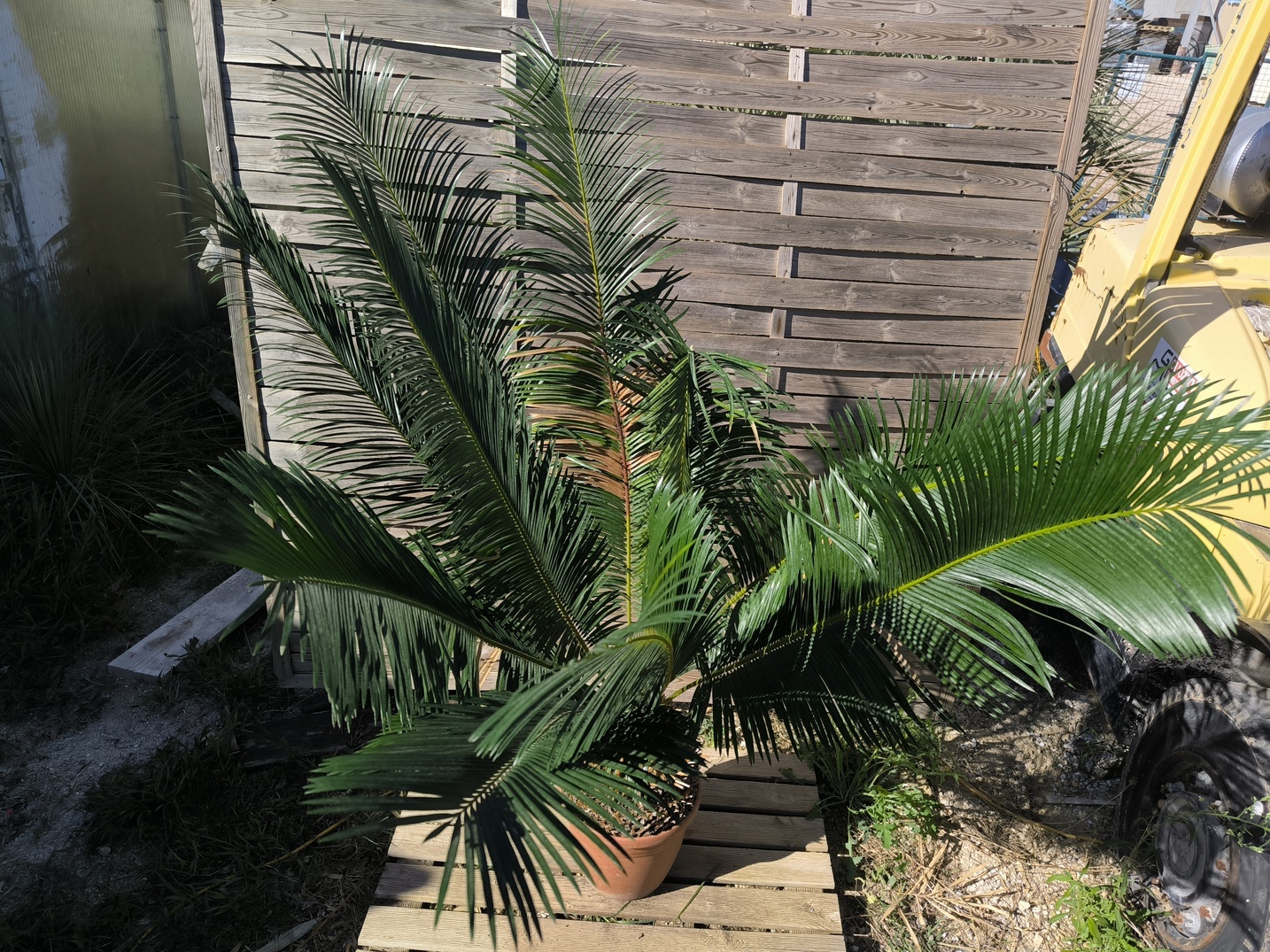 Cycas panzhihuaensis 25-30cm B – Image 3
