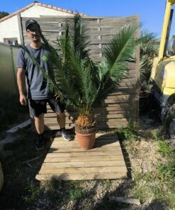 Alternative view of Cycas panzhihuaensis 25-30cm B