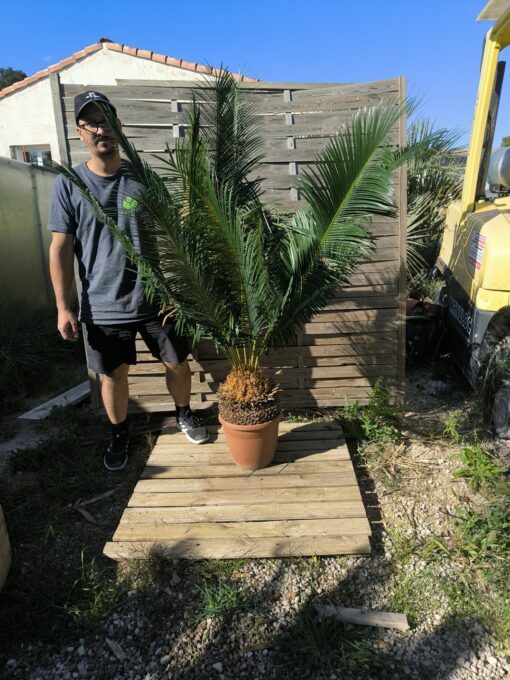 Cycas panzhihuaensis 25-30cm B – Image 2