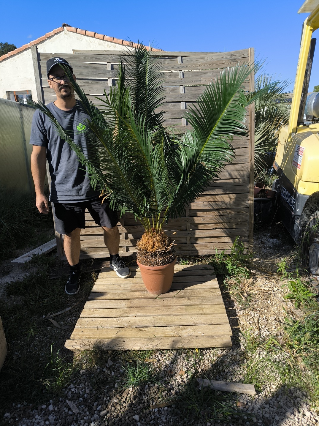 Cycas panzhihuaensis 25-30cm B – Image 2