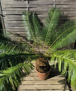Cycas panzhihuaensis 25-30cm C
