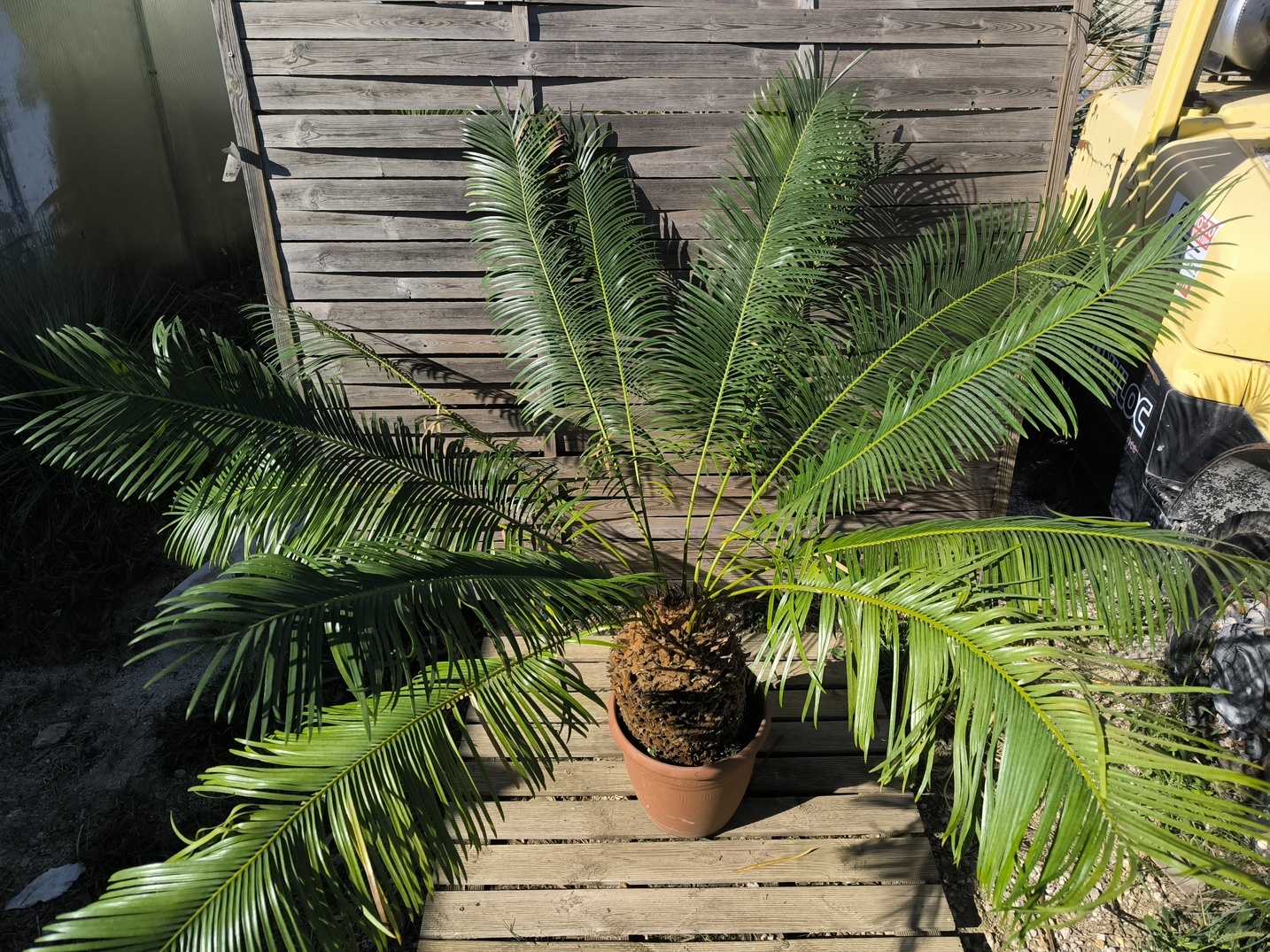 Cycas panzhihuaensis 25-30cm C