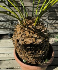 Alternative view of Cycas panzhihuaensis 25-30cm C