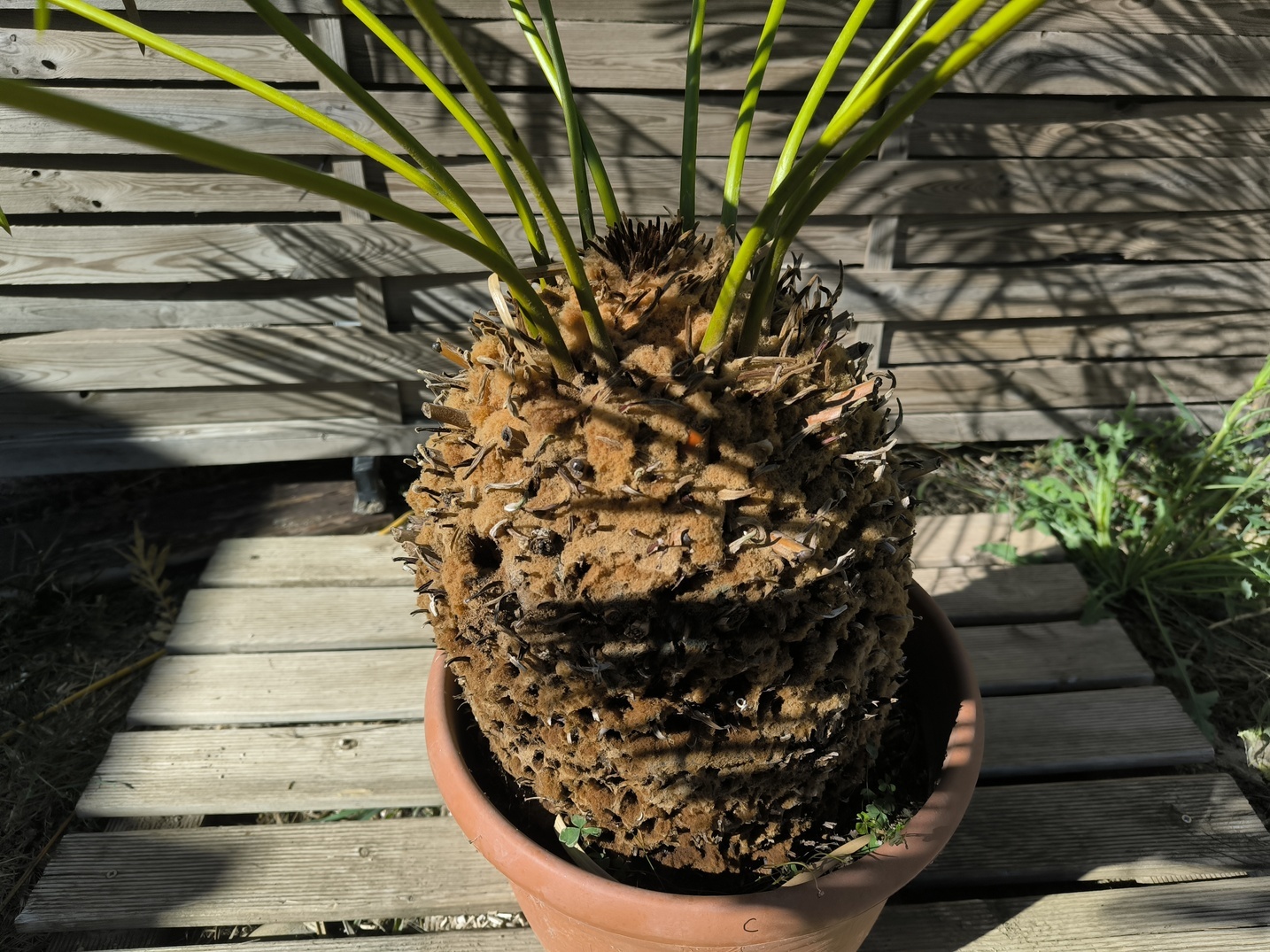 Cycas panzhihuaensis 25-30cm C – Image 2