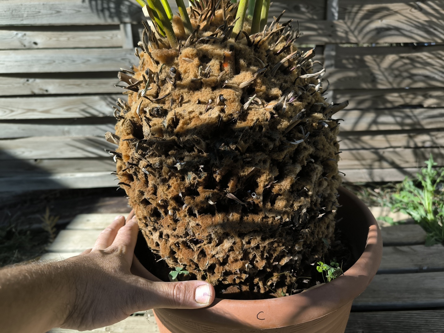 Cycas panzhihuaensis 25-30cm C – Image 3