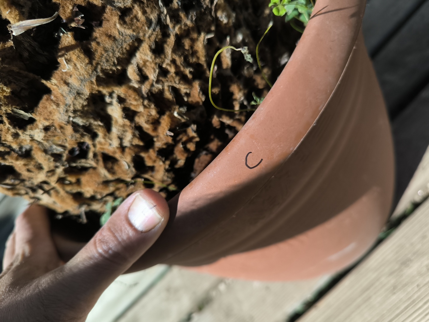 Cycas panzhihuaensis 25-30cm C – Image 4