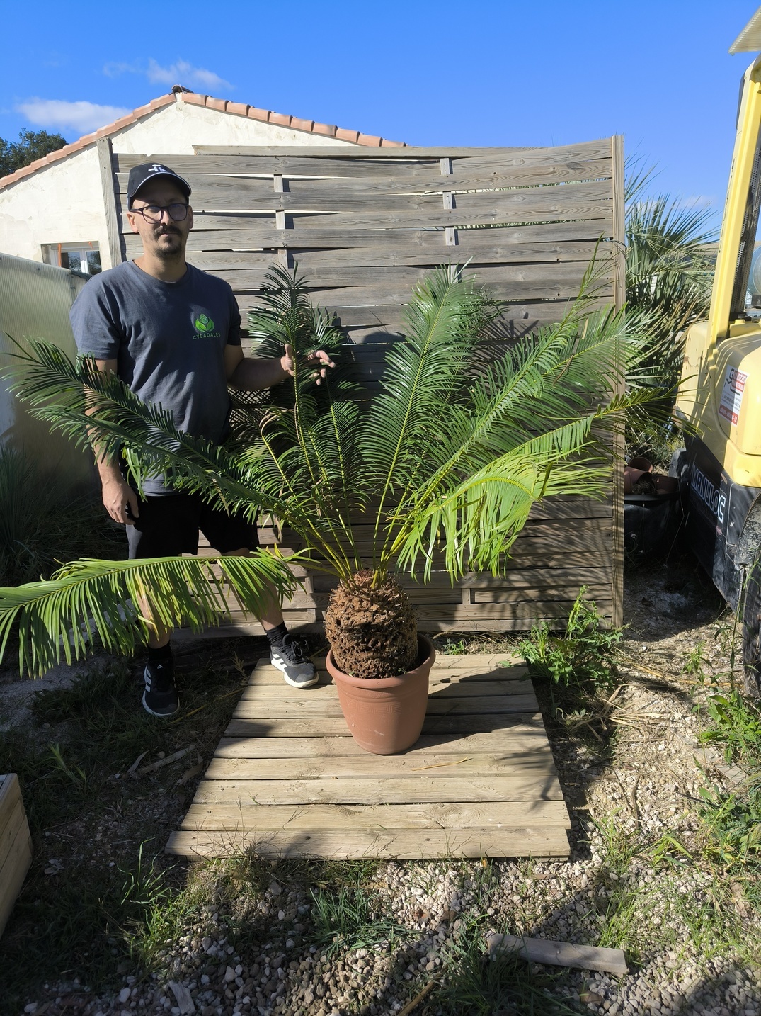 Cycas panzhihuaensis 25-30cm C – Image 5