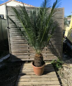 Cycas panzhihuaensis 25-30cm D