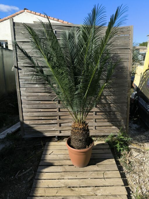 Cycas panzhihuaensis 25-30cm D