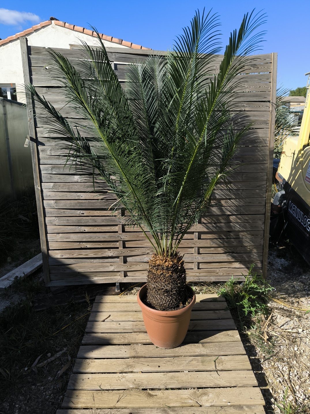 Cycas panzhihuaensis 25-30cm D