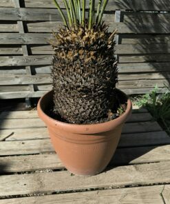 Alternative view of Cycas panzhihuaensis 25-30cm D