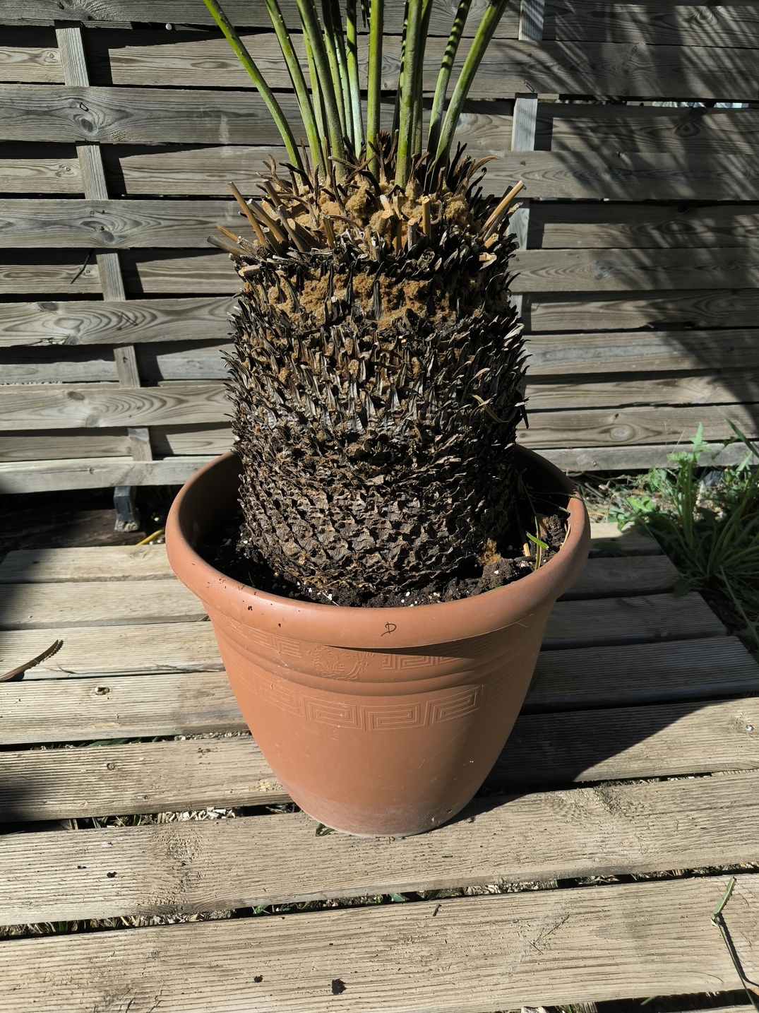 Cycas panzhihuaensis 25-30cm D – Image 2