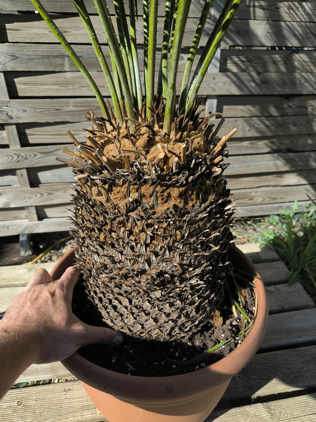 Cycas panzhihuaensis 25-30cm D – Image 3