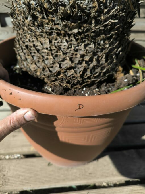 Cycas panzhihuaensis 25-30cm D – Image 4