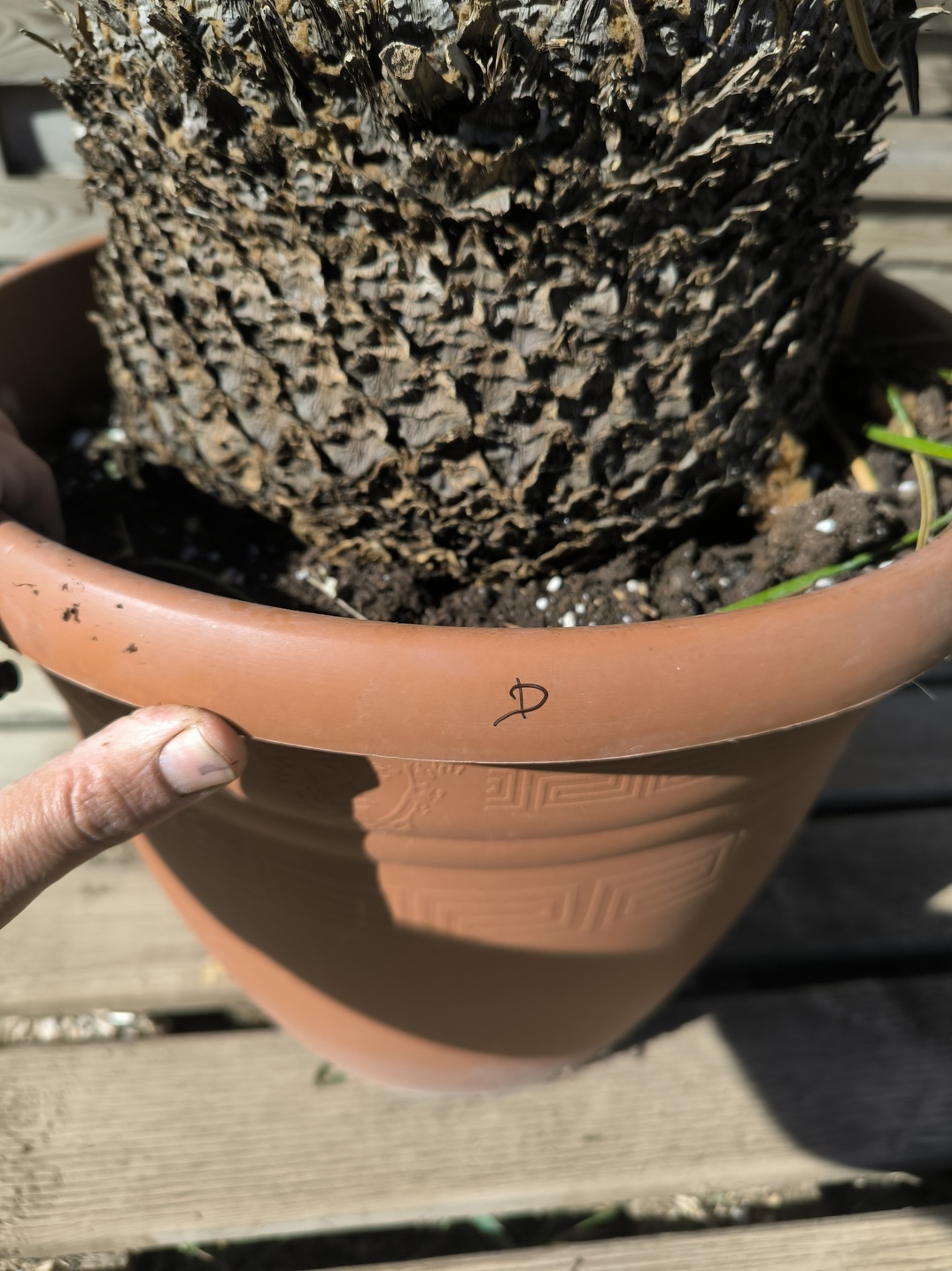 Cycas panzhihuaensis 25-30cm D – Image 4