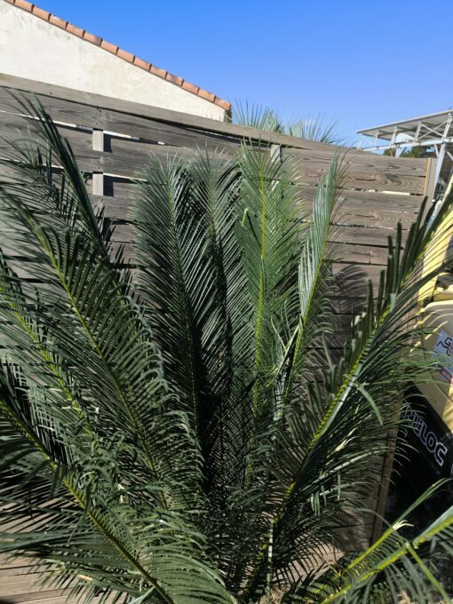 Cycas panzhihuaensis 25-30cm D – Image 5