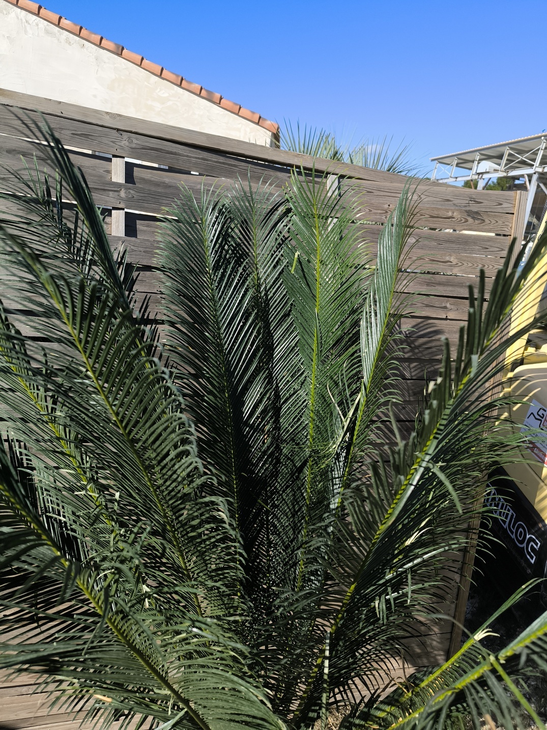 Cycas panzhihuaensis 25-30cm D – Image 5