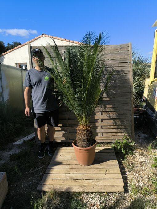 Cycas panzhihuaensis 25-30cm D – Image 6