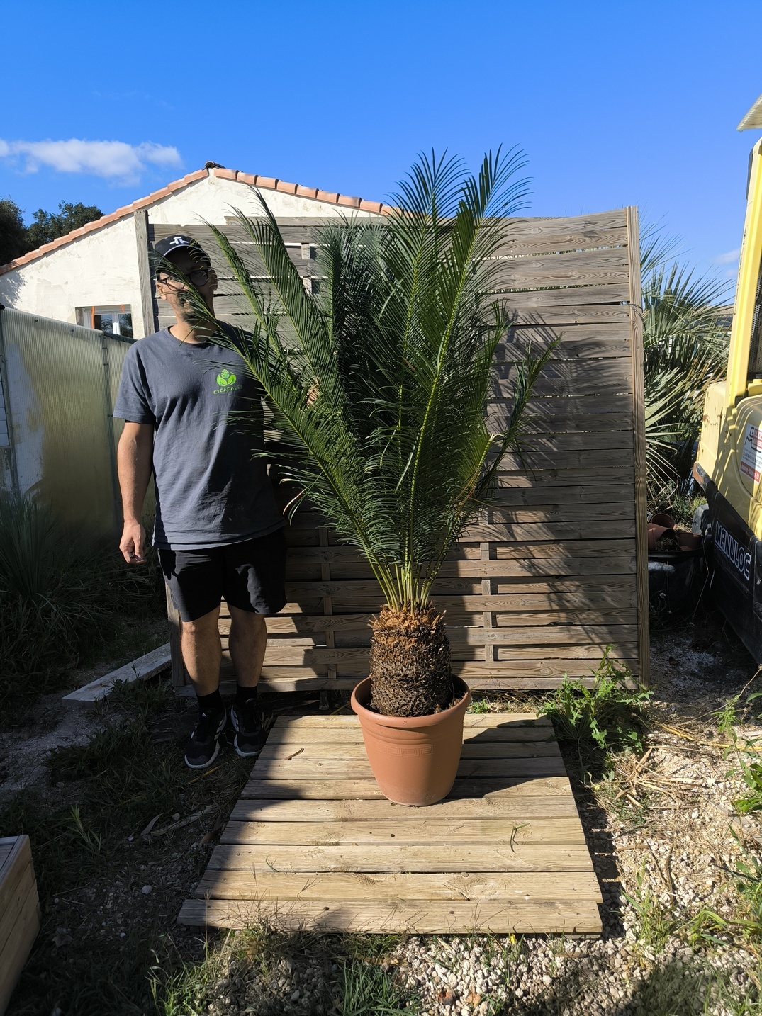 Cycas panzhihuaensis 25-30cm D – Image 6