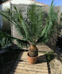 Cycas panzhihuaensis 25-30cm E