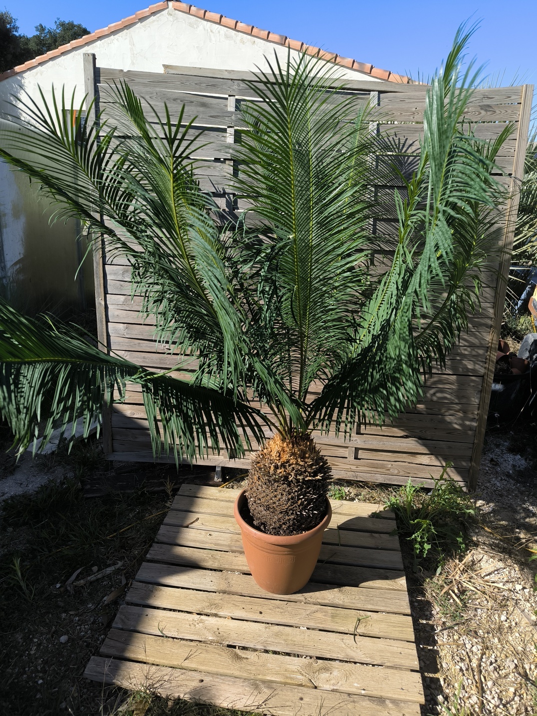 Cycas panzhihuaensis 25-30cm E