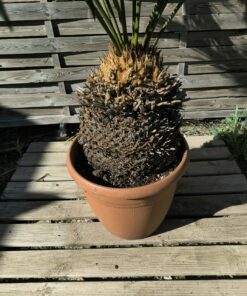 Alternative view of Cycas panzhihuaensis 25-30cm E
