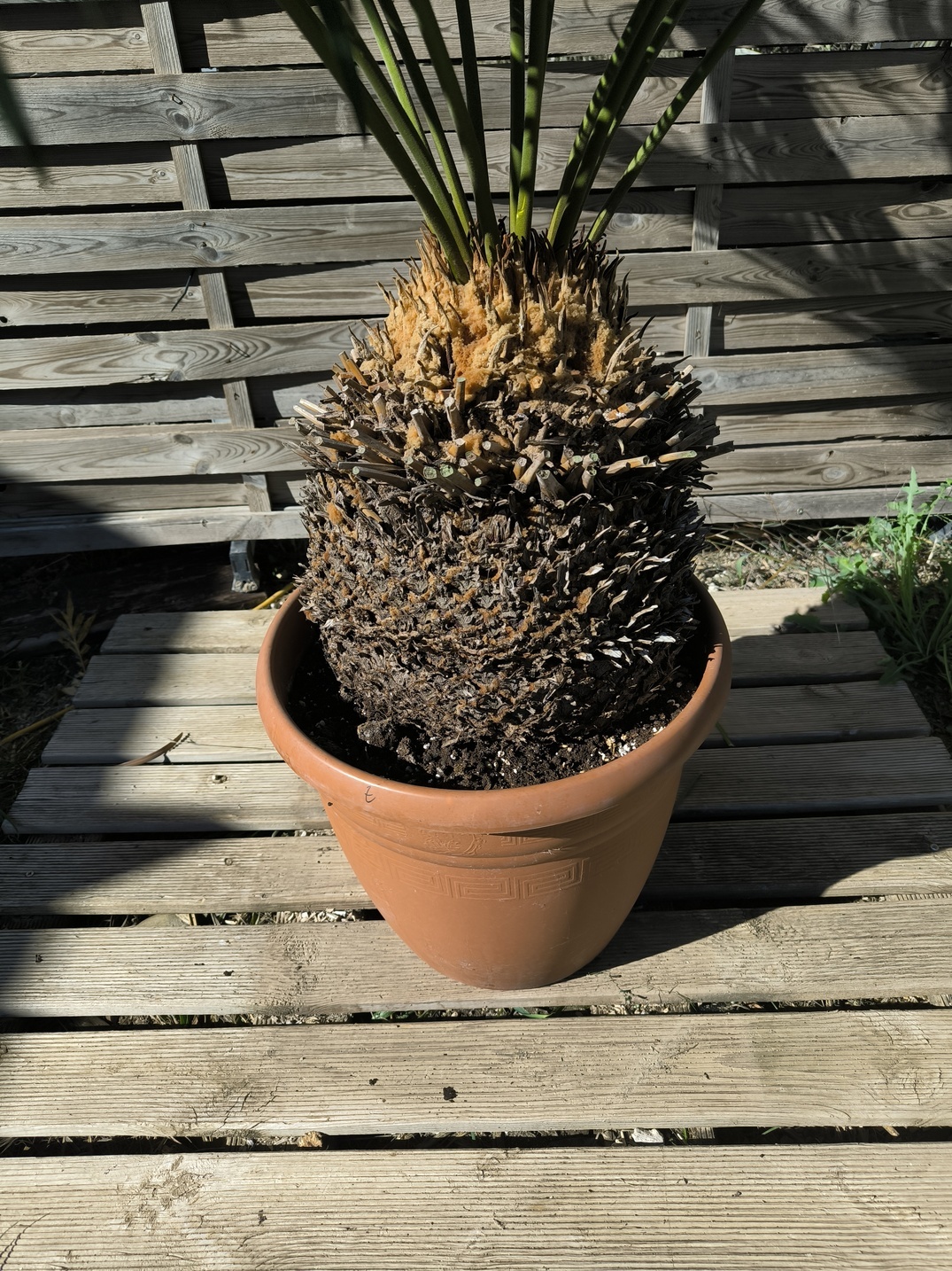 Cycas panzhihuaensis 25-30cm E – Image 2