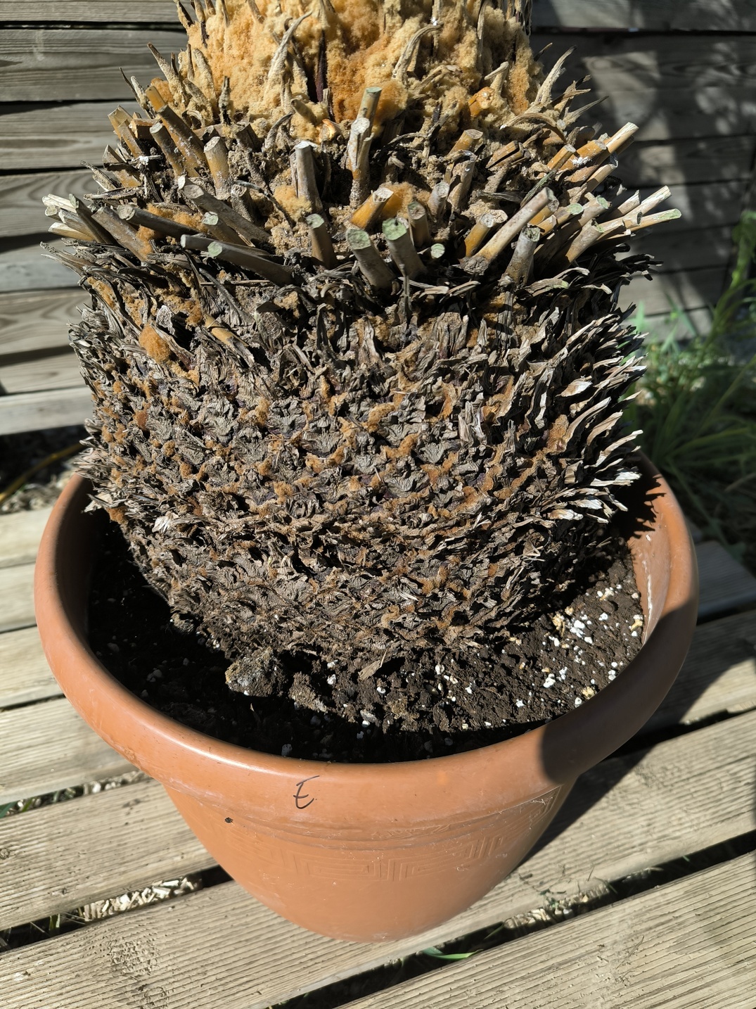 Cycas panzhihuaensis 25-30cm E – Image 3