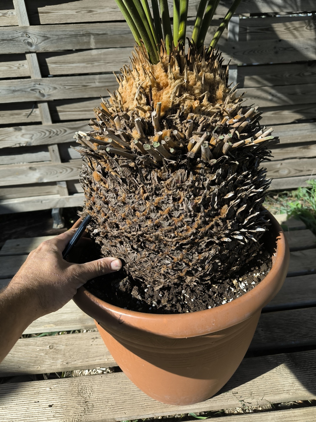 Cycas panzhihuaensis 25-30cm E – Image 4