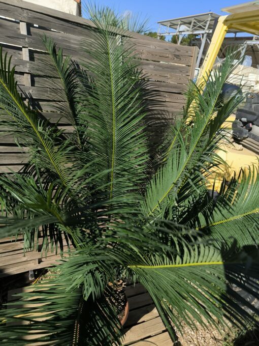 Cycas panzhihuaensis 25-30cm E – Image 6