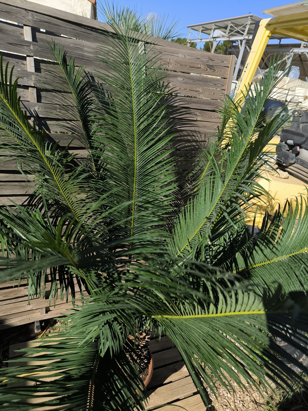 Cycas panzhihuaensis 25-30cm E – Image 6