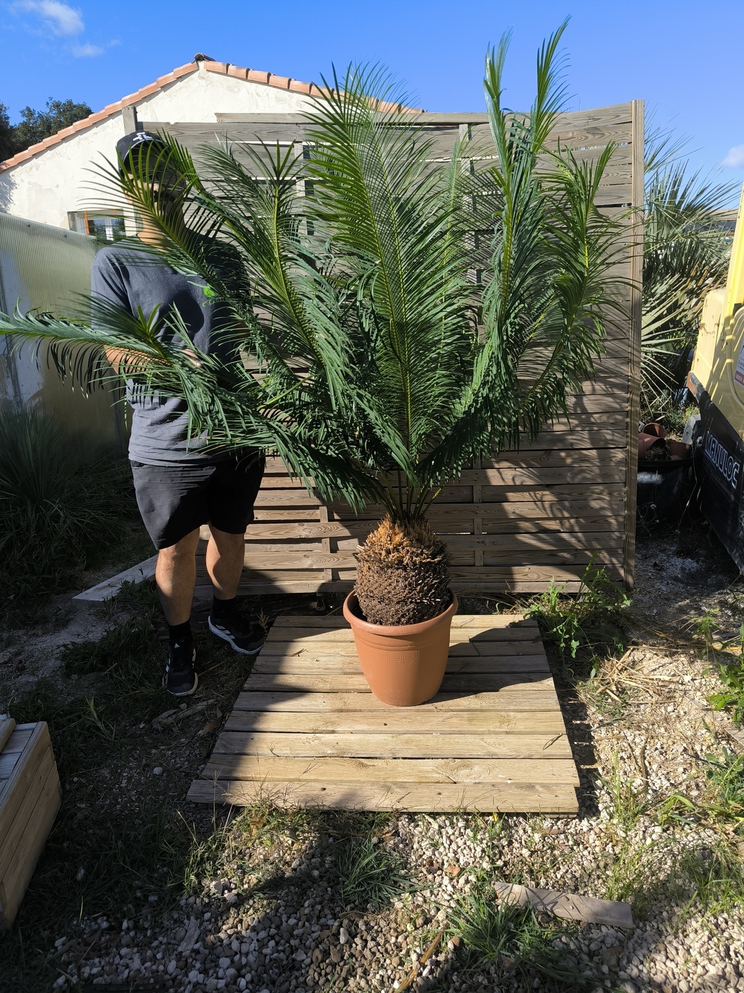 Cycas panzhihuaensis 25-30cm E – Image 5