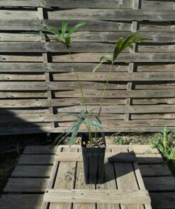 Alternative view of Cycas bifida 2-3cm caudex