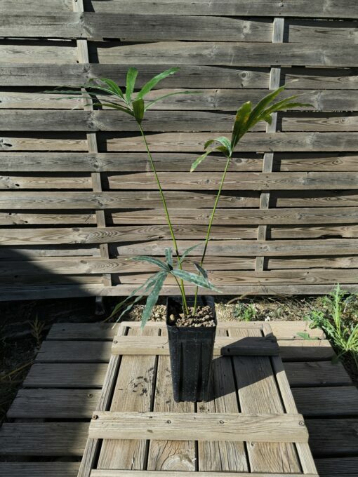 Cycas bifida 2-3cm caudex – Image 2