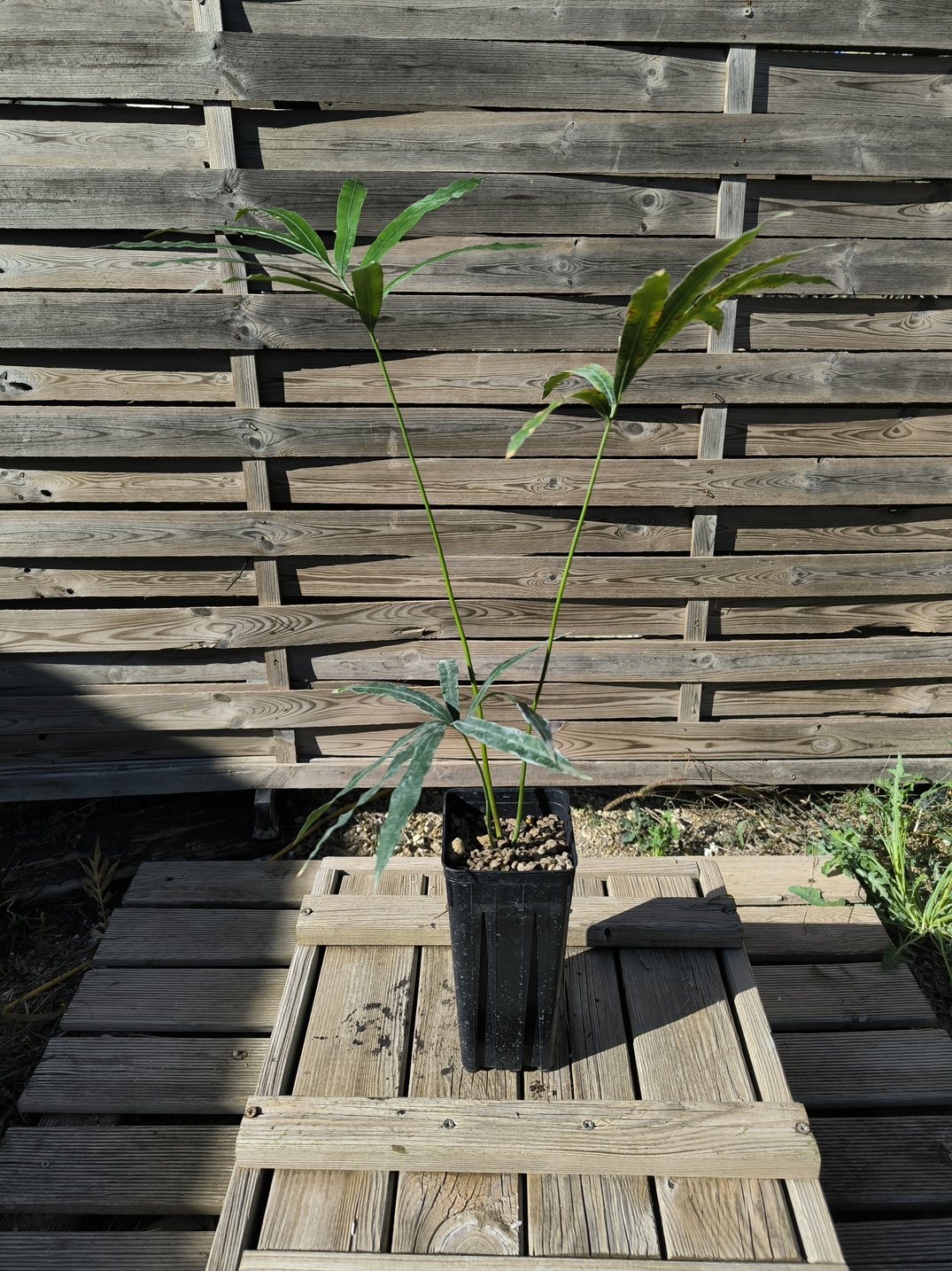 Cycas bifida 2-3cm caudex – Image 2