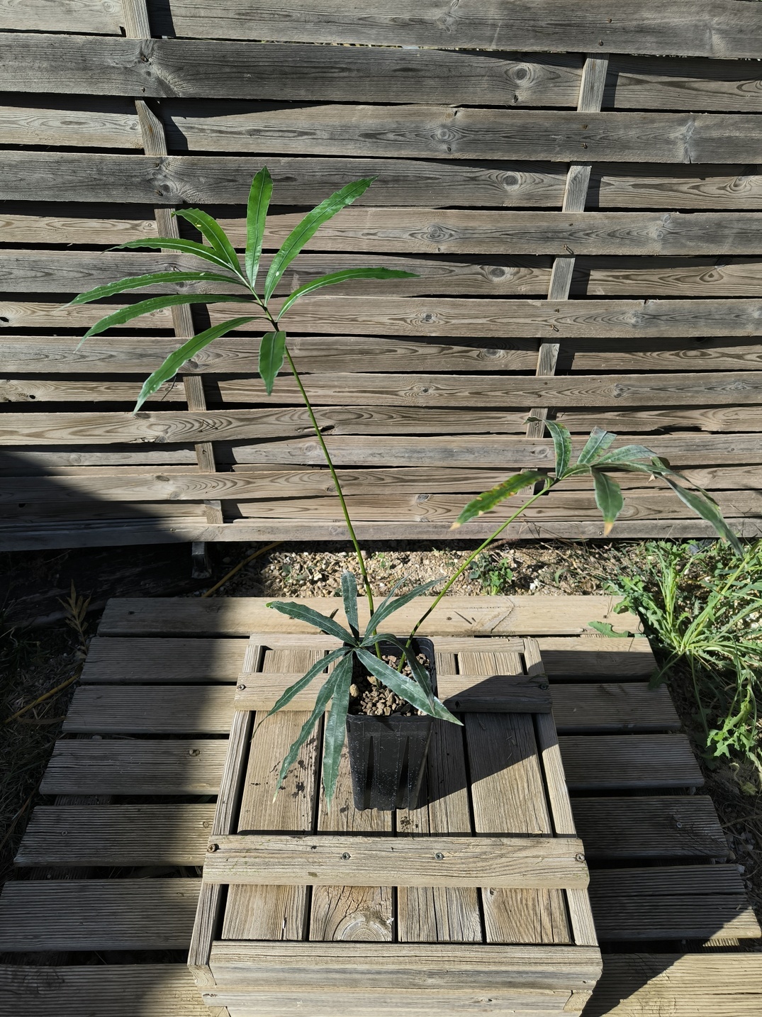 Cycas bifida 2-3cm caudex – Image 3
