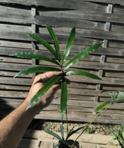 Cycas bifida 2-3cm caudex