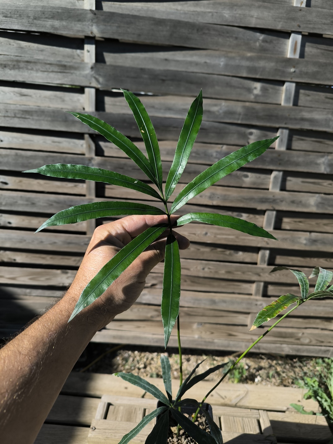 Cycas bifida 2-3cm caudex