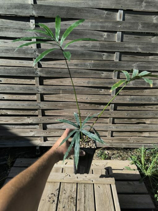 Cycas bifida 2-3cm caudex – Image 4