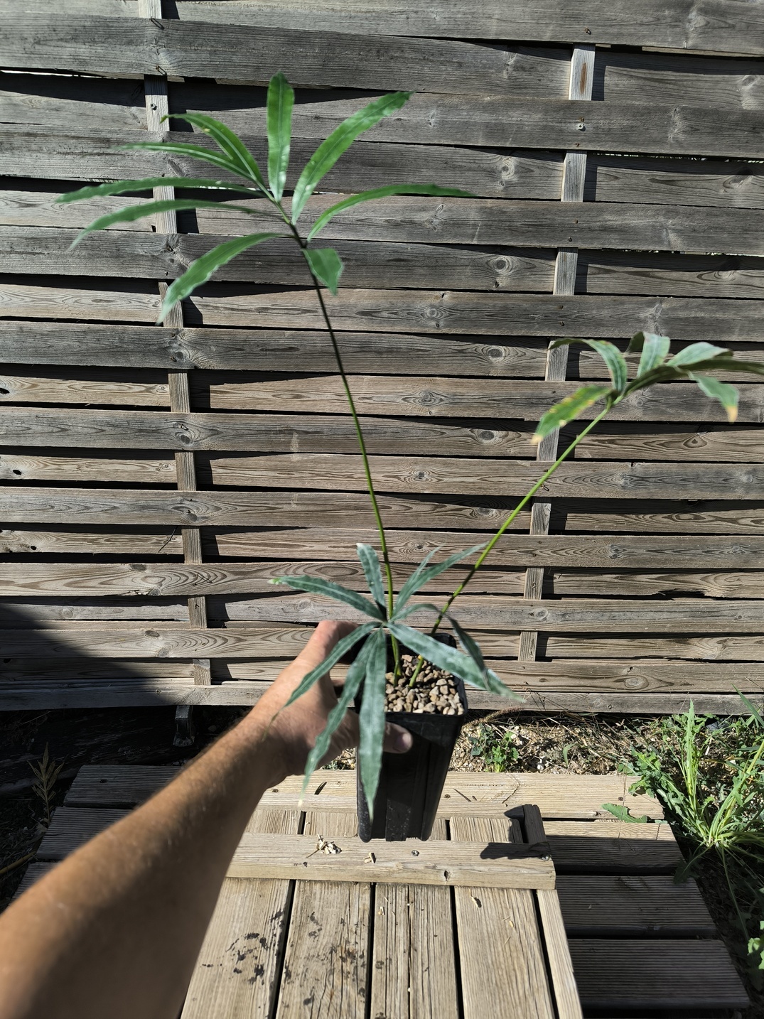 Cycas bifida 2-3cm caudex – Image 4