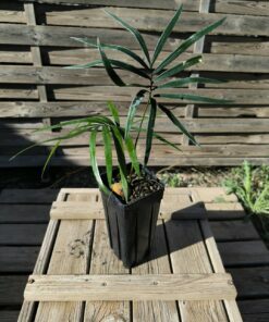 Cycas revoluta x hainanensis