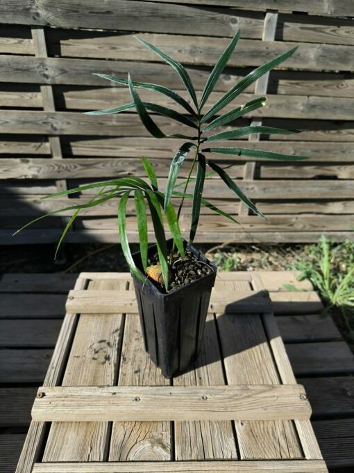 Cycas revoluta x hainanensis