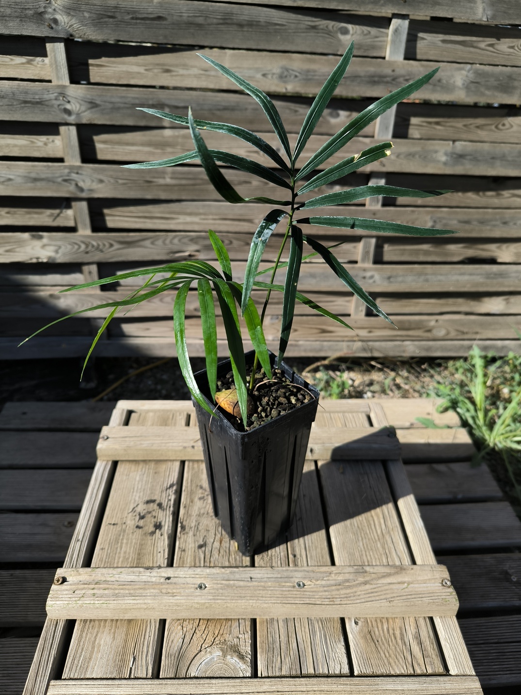 Cycas revoluta x hainanensis