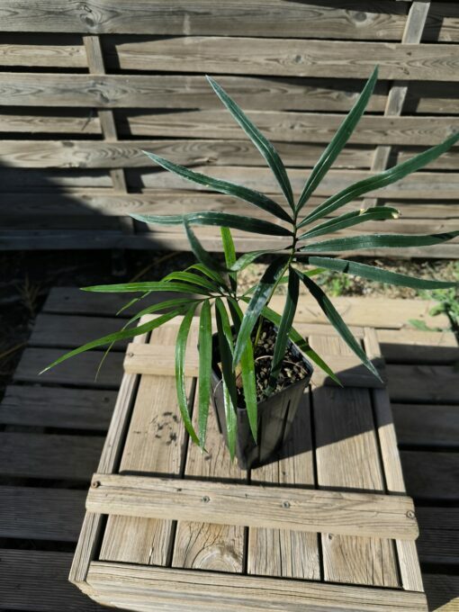 Cycas revoluta x hainanensis – Image 4