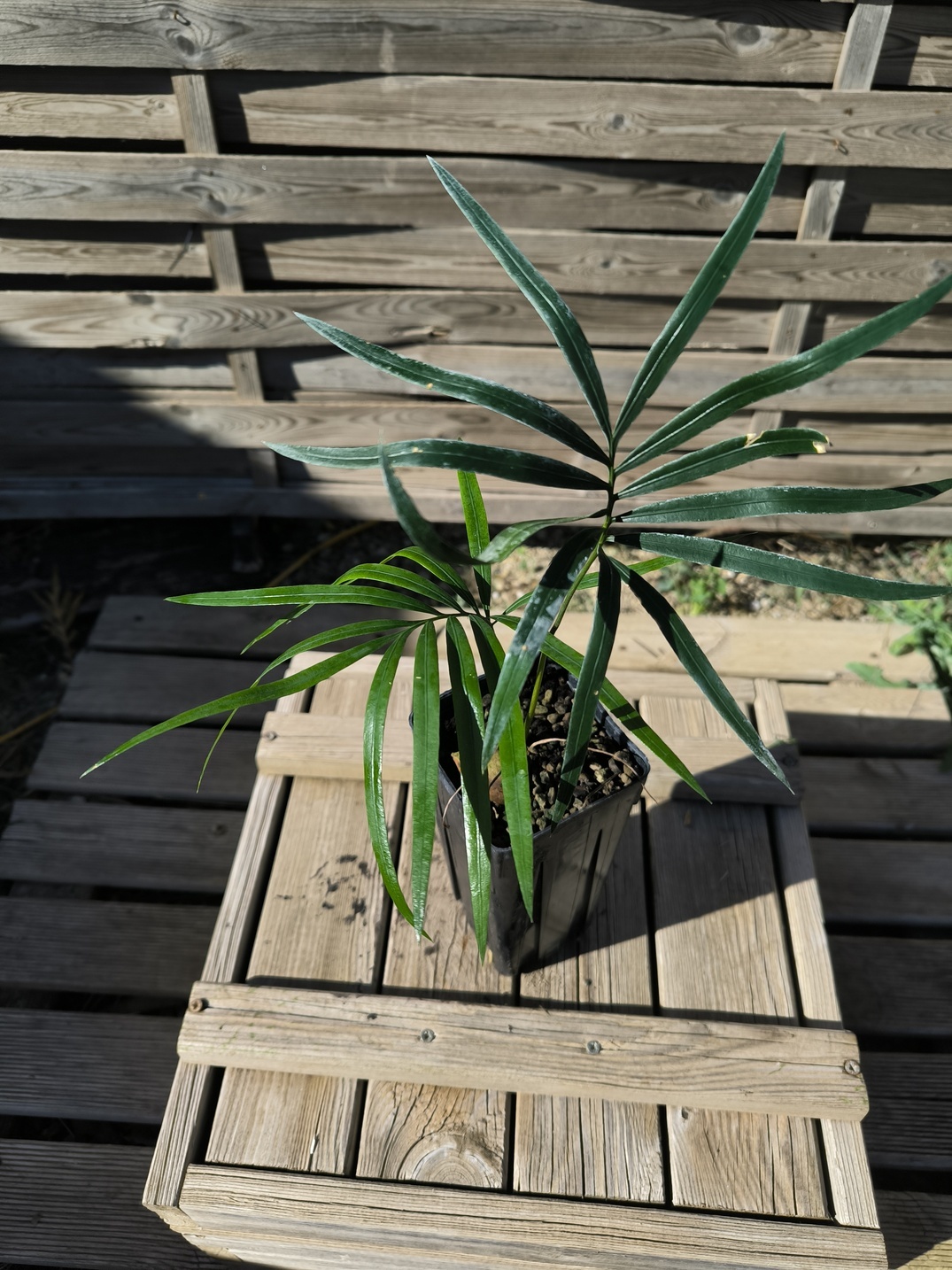 Cycas revoluta x hainanensis – Image 4