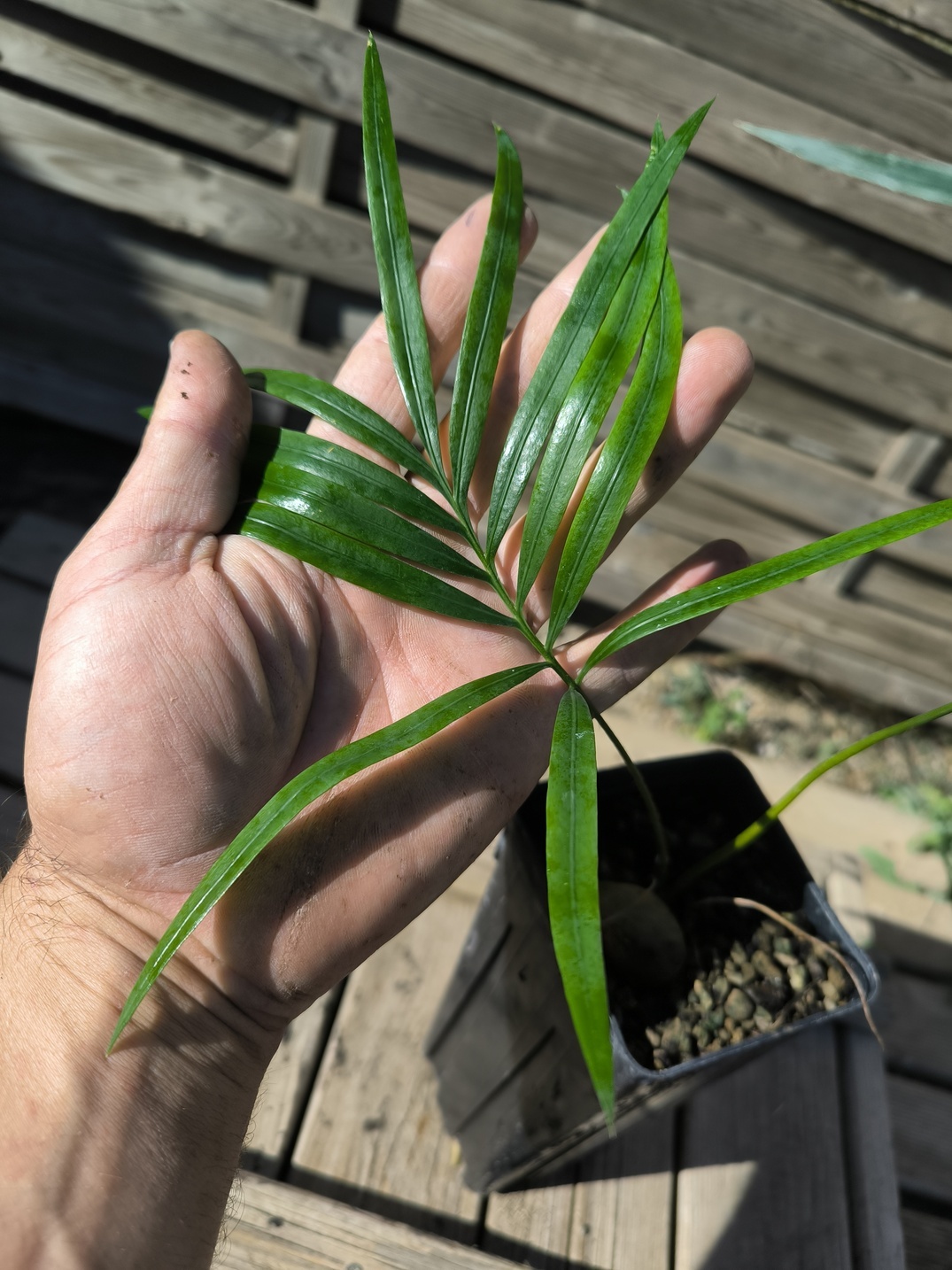 Cycas revoluta x hainanensis – Image 6