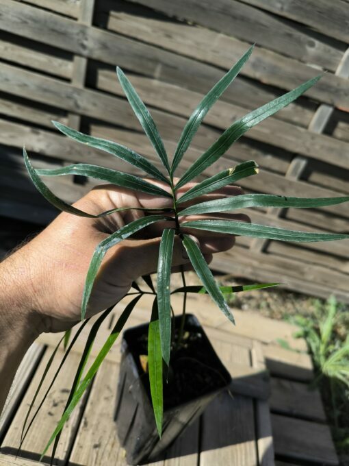 Cycas revoluta x hainanensis – Image 5
