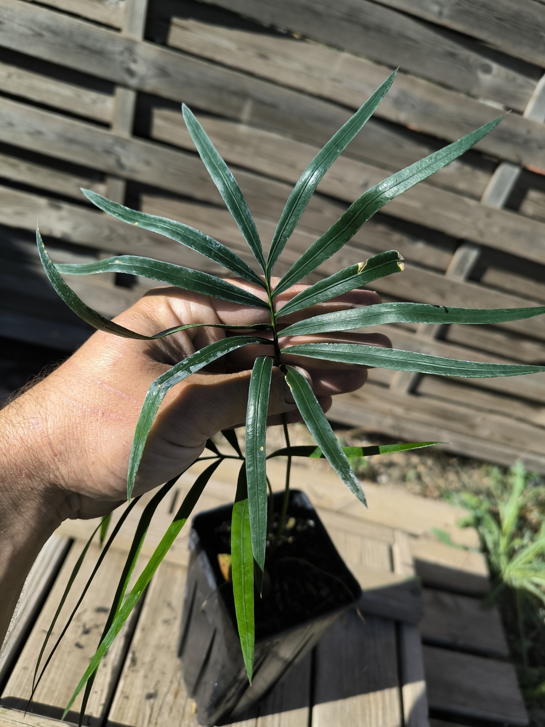 Cycas revoluta x hainanensis – Image 5