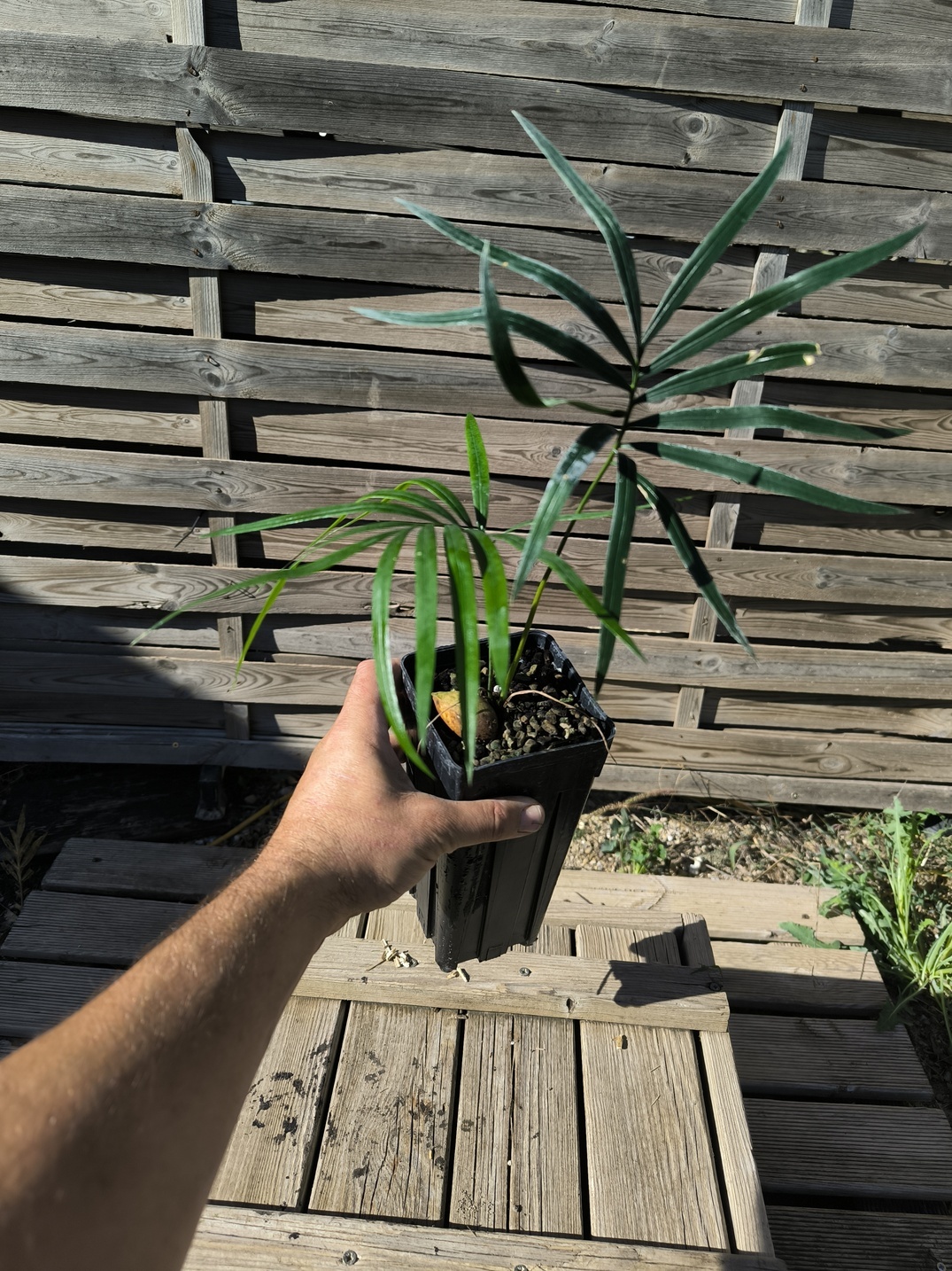 Cycas revoluta x hainanensis – Image 8